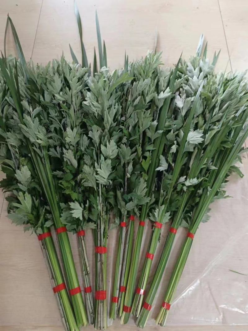 大量出销端午节艾草，新鲜艾草，1000亩基地直发