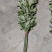 大量出销端午节艾草，新鲜艾草，1000亩基地直发