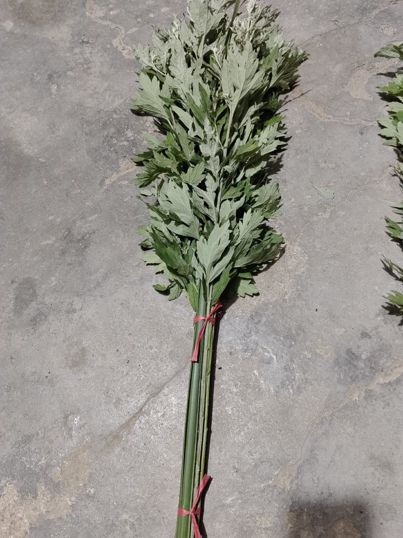 大量出销端午节艾草，新鲜艾草，1000亩基地直发