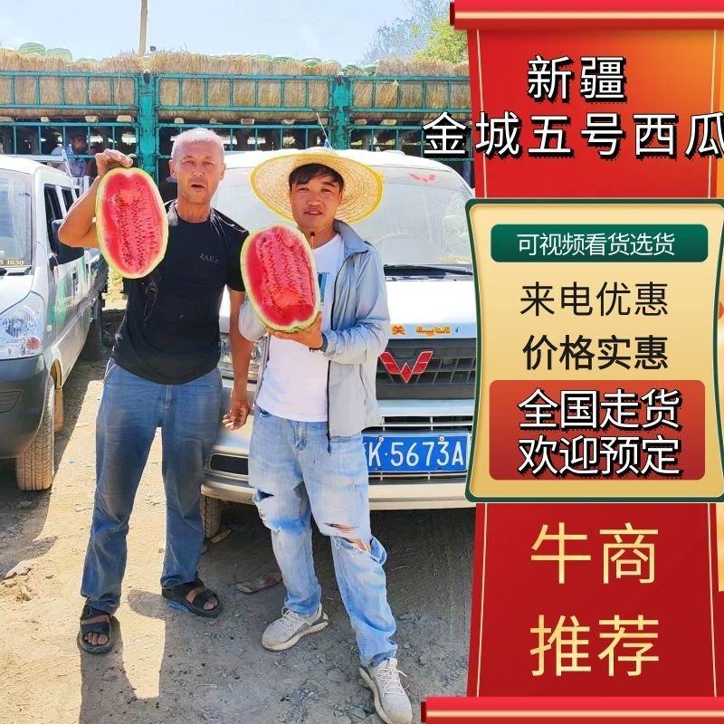 新疆吐鲁番金城五号个大甜度高包熟包甜欢迎电话联系