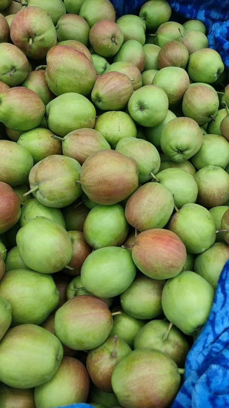 河北香梨梨新梨七号梨大量上市口感脆甜皮薄肉厚