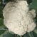 散花菜
