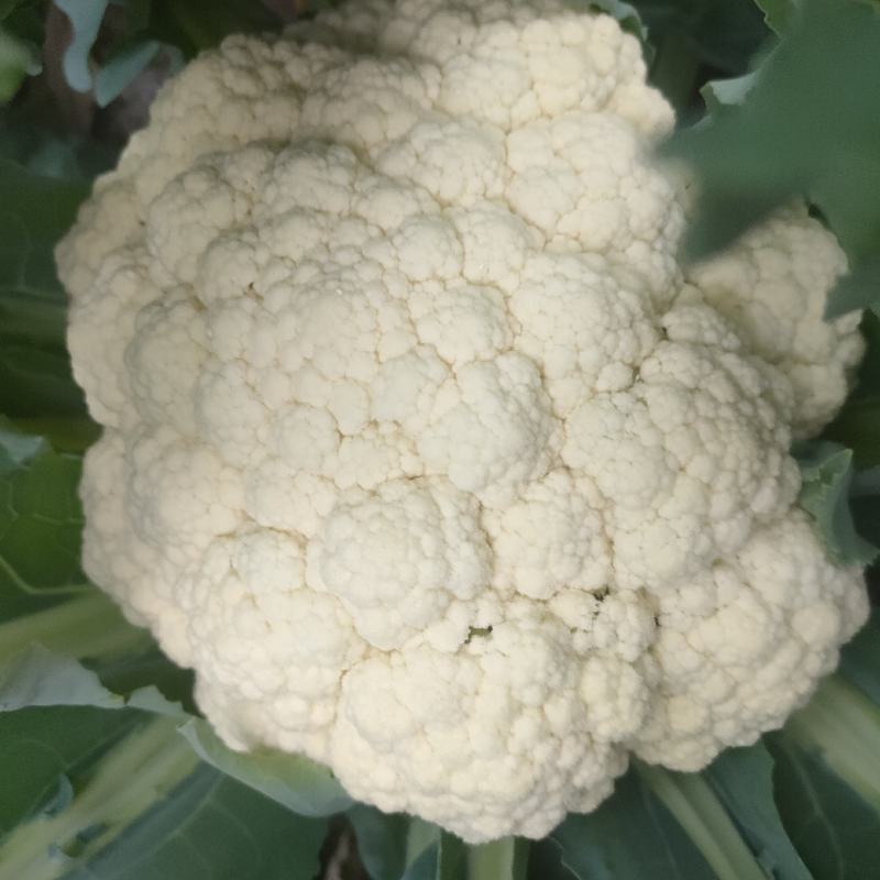 散花菜