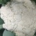 散花菜