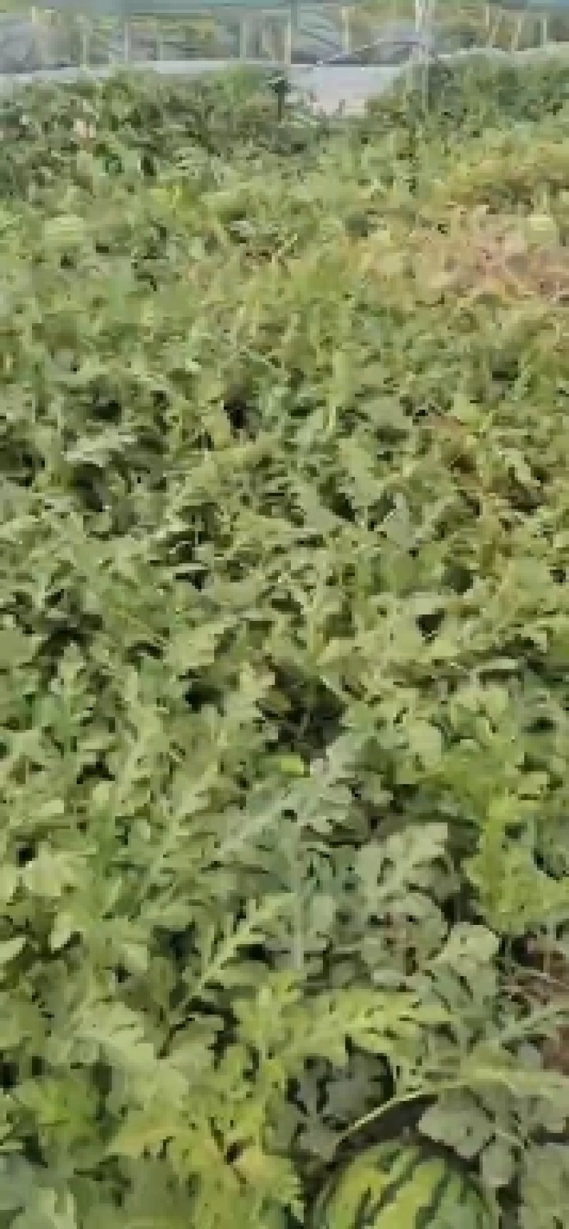陕西精品4K西瓜，大量供应中，欢迎采购！