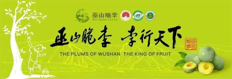 重庆巫山脆李曲尺李子脱骨李