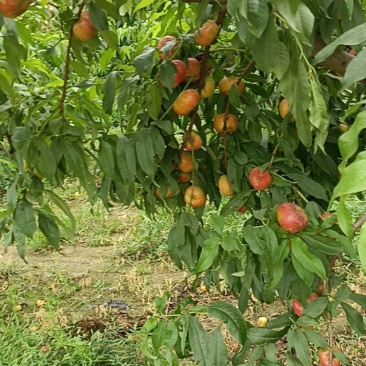6一6黄油蟠桃
