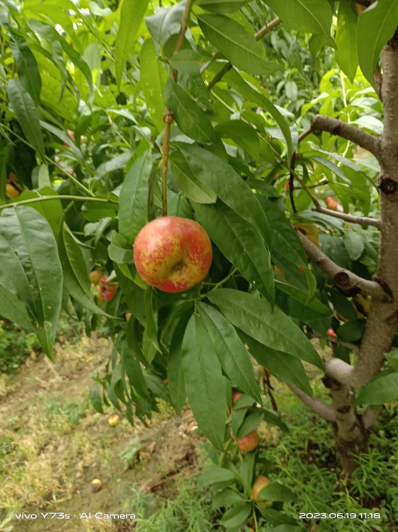 6一6黄油蟠桃
