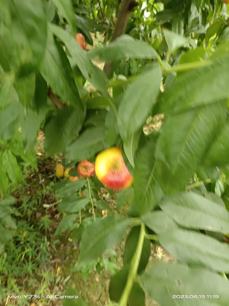 6一6黄油蟠桃