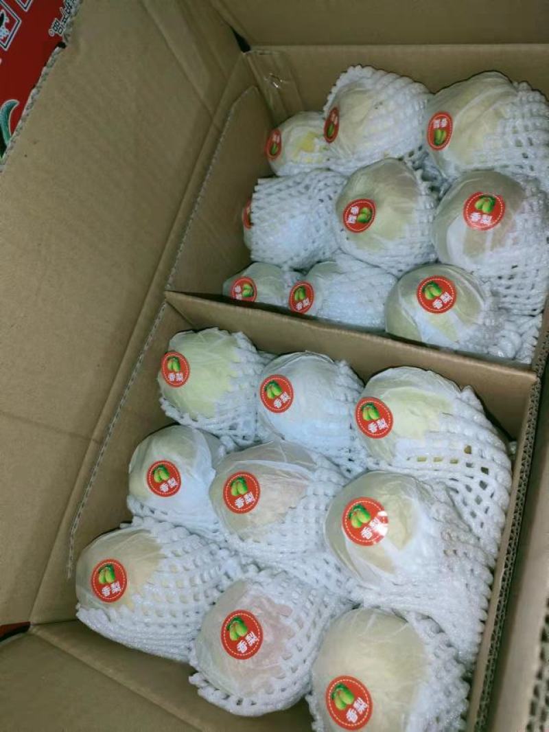 河北香梨梨新梨七号梨大量上市口感脆甜皮薄肉厚