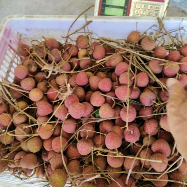 漳浦乌石荔枝