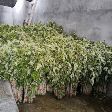 新鲜野生艾草！端午节供应全国各地，品质保证，可视频看货