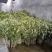 新鲜野生艾草！端午节供应全国各地，品质保证，可视频看货