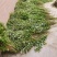 新鲜野生艾草！端午节供应全国各地，品质保证，可视频看货