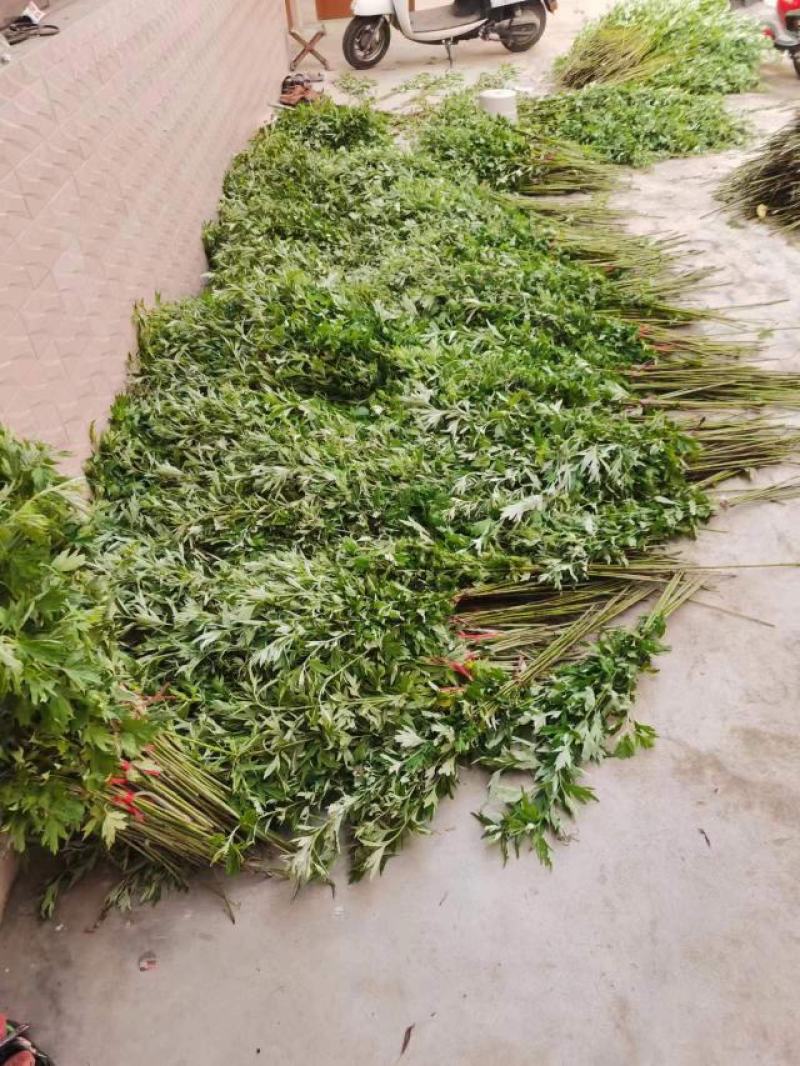 新鲜野生艾草！端午节供应全国各地，品质保证，可视频看货