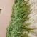 新鲜野生艾草！端午节供应全国各地，品质保证，可视频看货