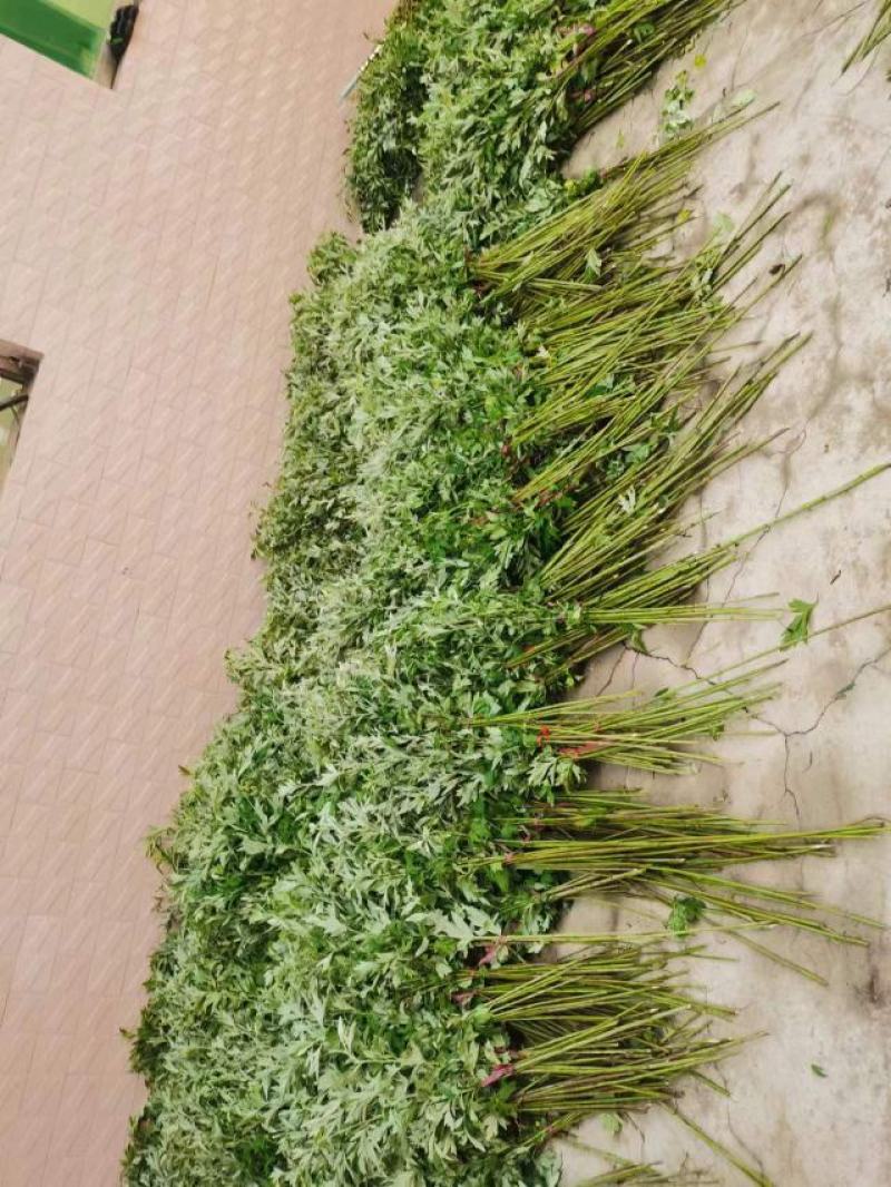 新鲜野生艾草！端午节供应全国各地，品质保证，可视频看货