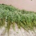 新鲜野生艾草！端午节供应全国各地，品质保证，可视频看货