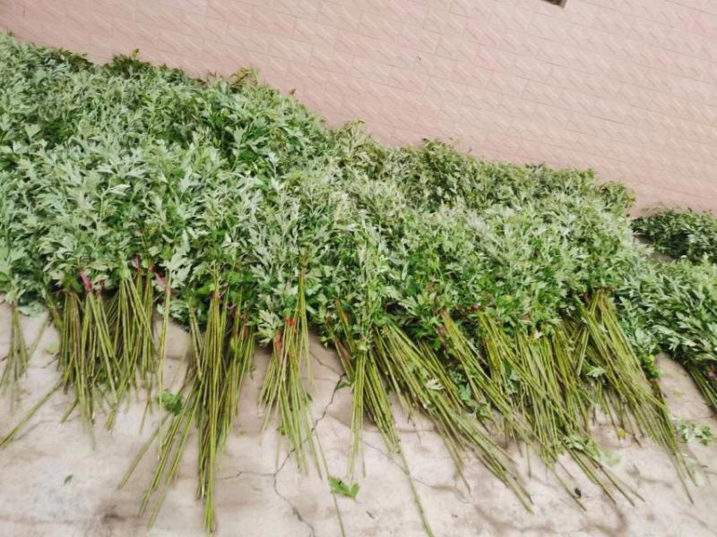 新鲜野生艾草！端午节供应全国各地，品质保证，可视频看货