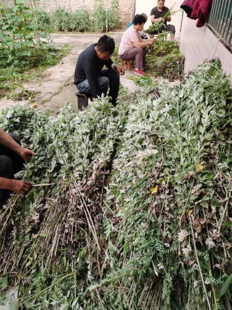 新鲜野生艾草！端午节供应全国各地，品质保证，可视频看货