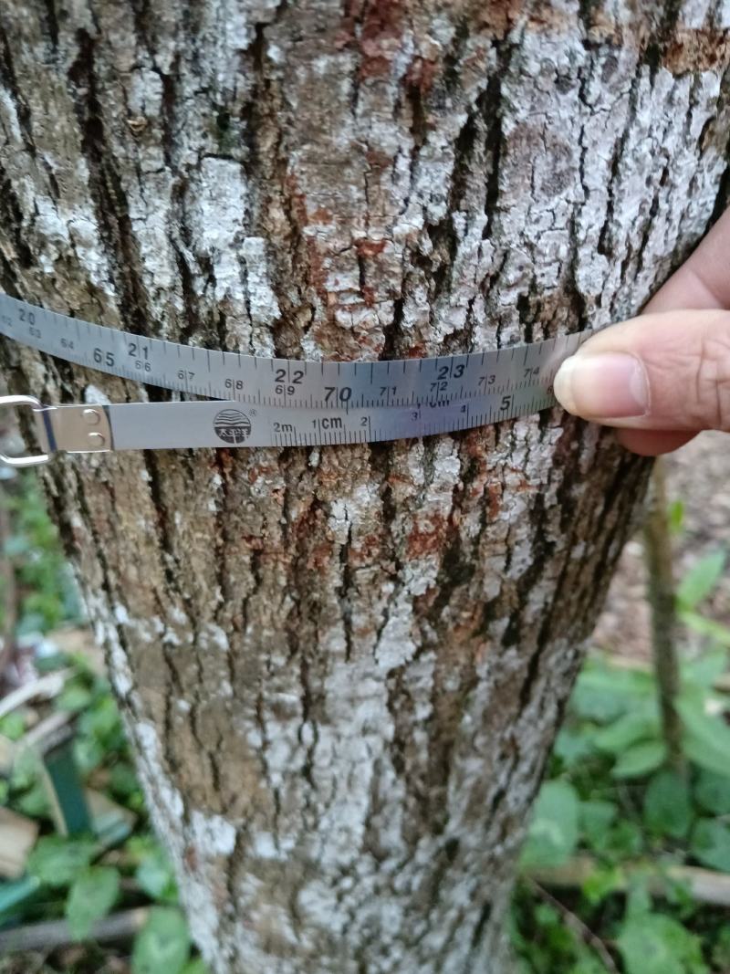 海南黄花梨树数棵，胸径20到23公分