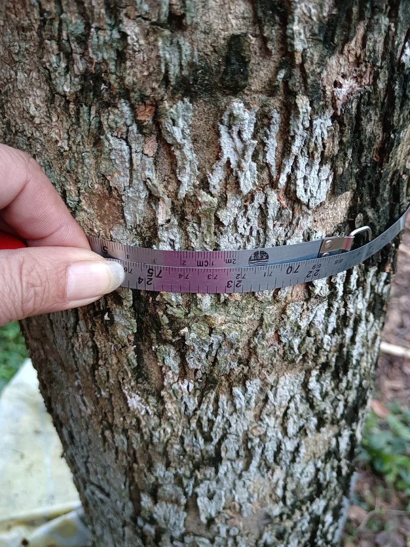 海南黄花梨树数棵，胸径20到23公分