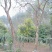 海南黄花梨树数棵，胸径20到23公分