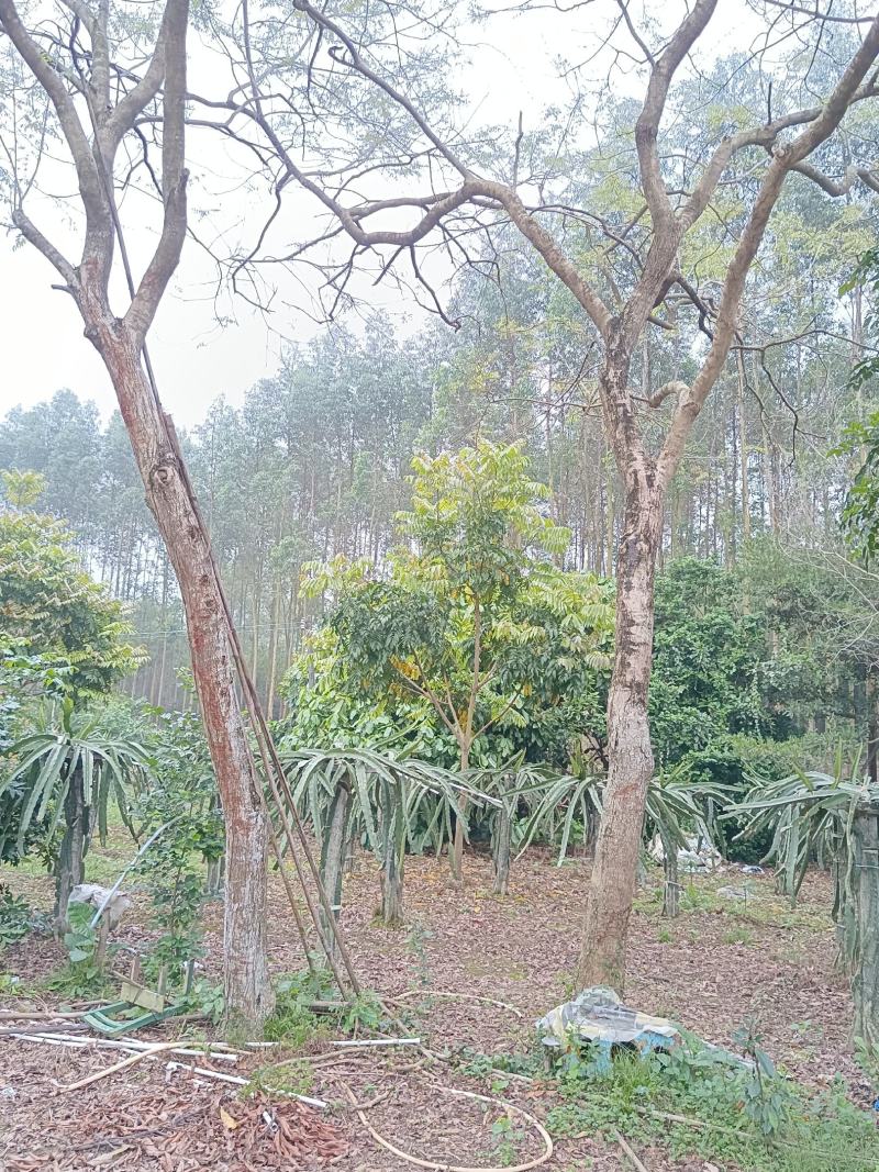 海南黄花梨树数棵，胸径20到23公分