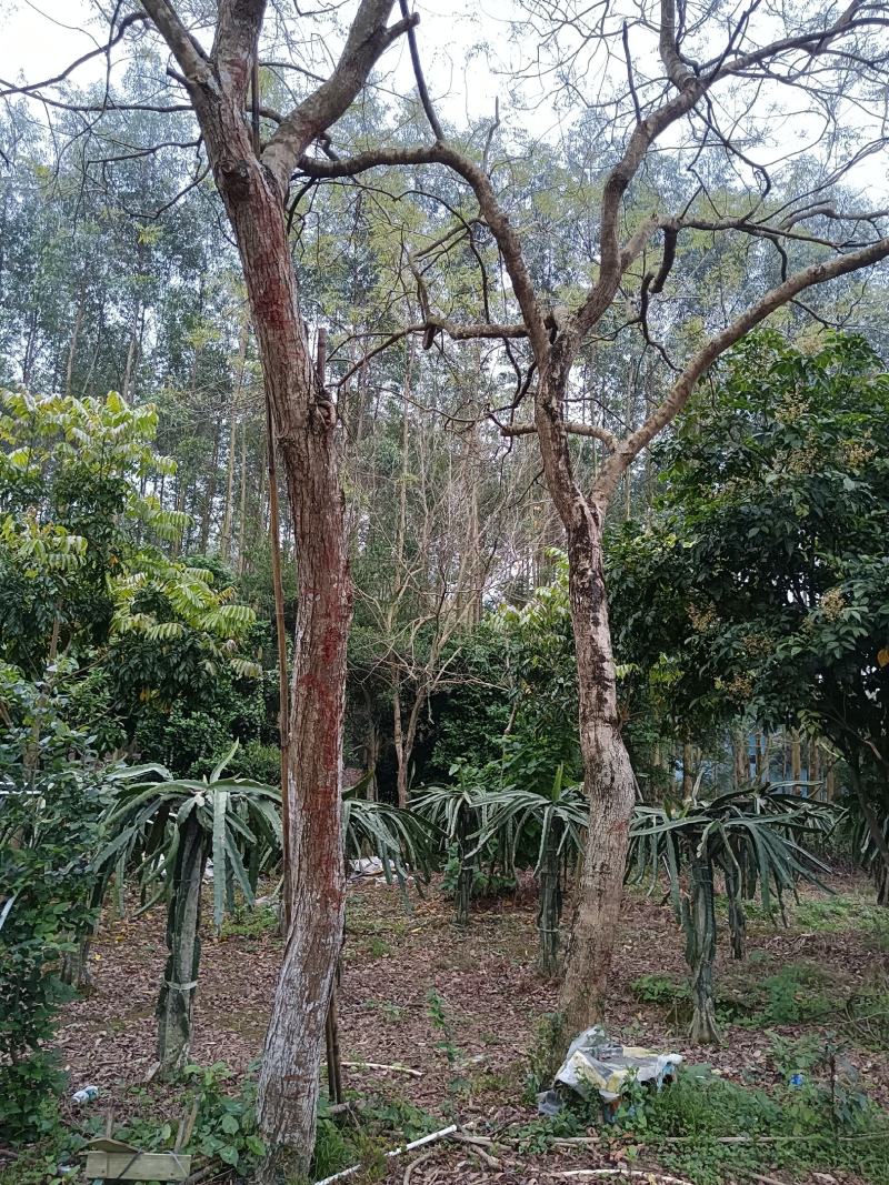 海南黄花梨树数棵，胸径20到23公分