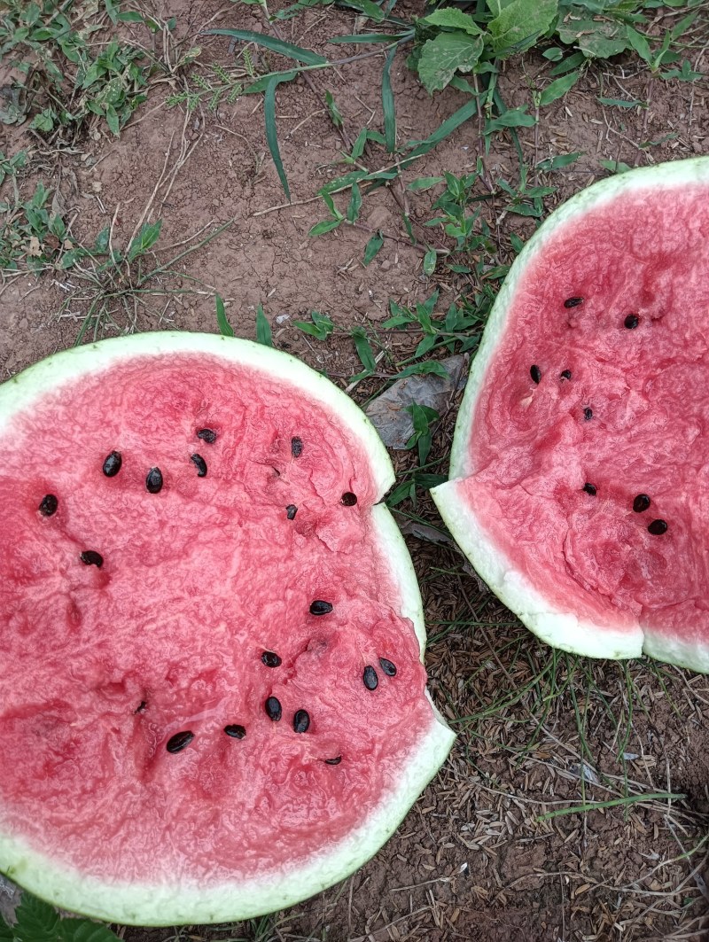 精品露天瓜