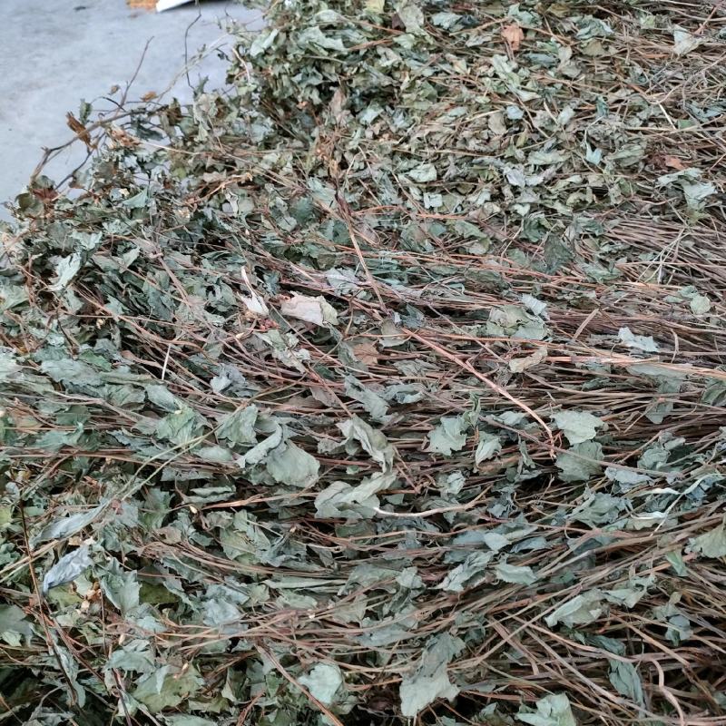鱼腥草今年新货可切断磨粉扎把按需发货