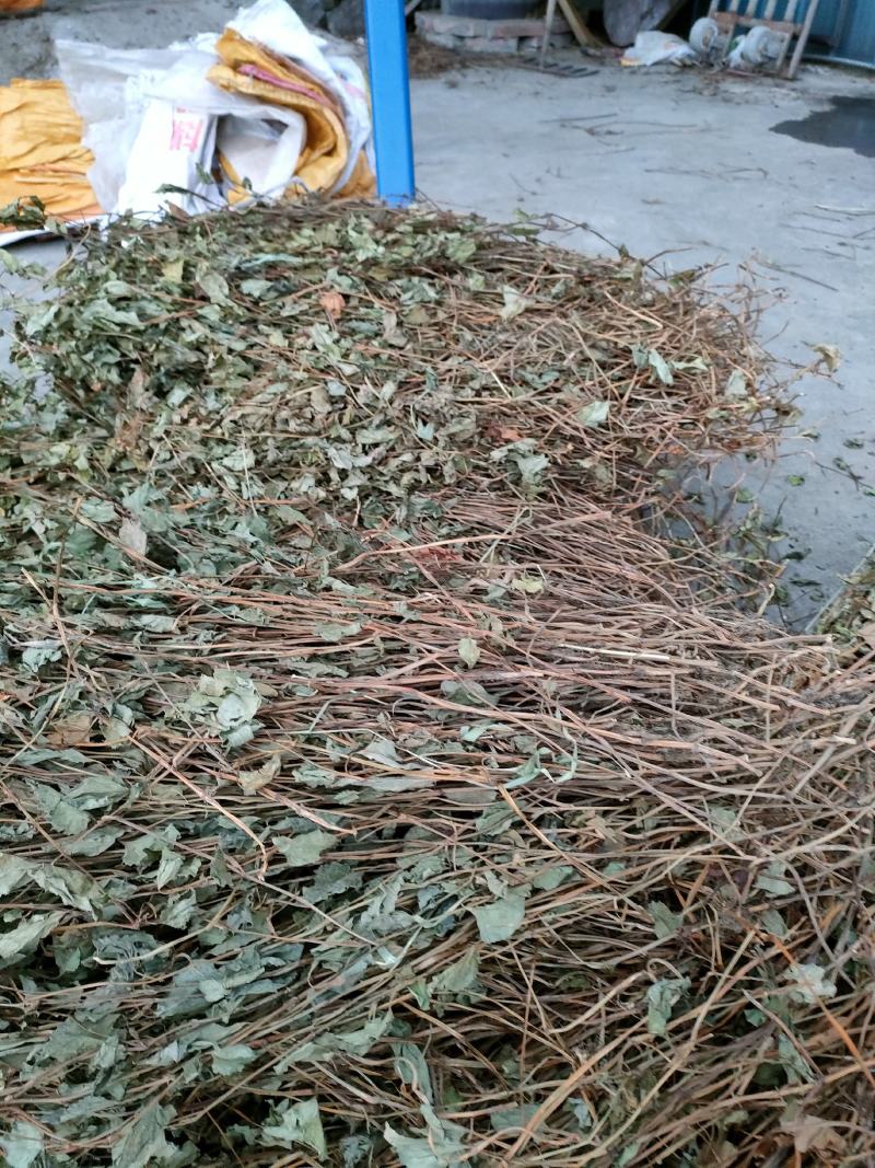 鱼腥草今年新货可切断磨粉扎把按需发货