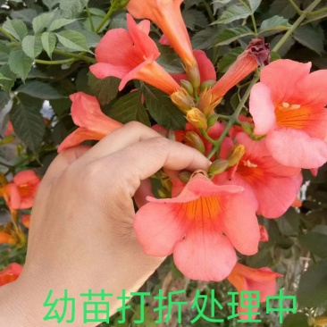 爬藤凌霄花老桩爬墙耐寒美国攀爬室内阳台庭院花卉盆栽批发价