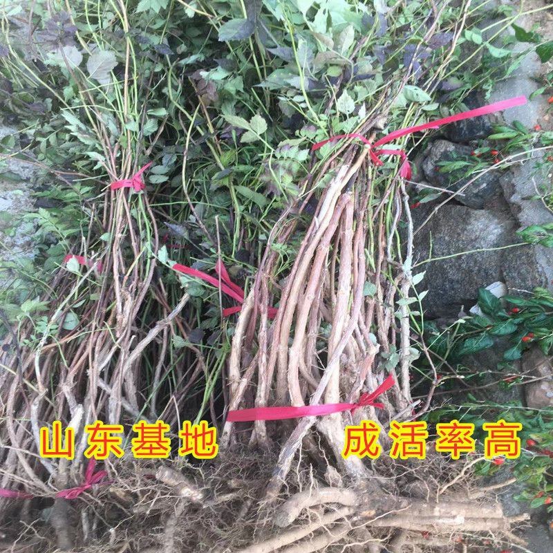 爬藤凌霄花老桩爬墙耐寒美国攀爬室内阳台庭院花卉盆栽批发价