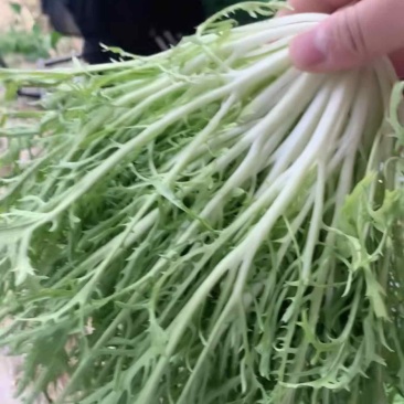 苦菊精品苦菊