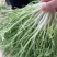 苦菊精品苦菊