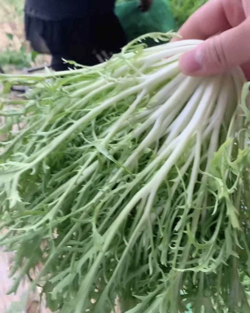 苦菊精品苦菊