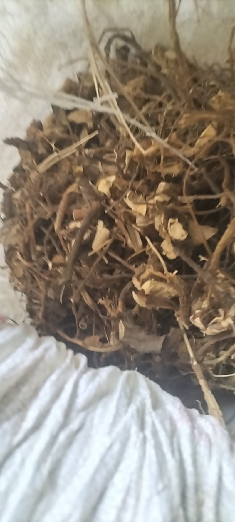 苦参野生苦参干货
