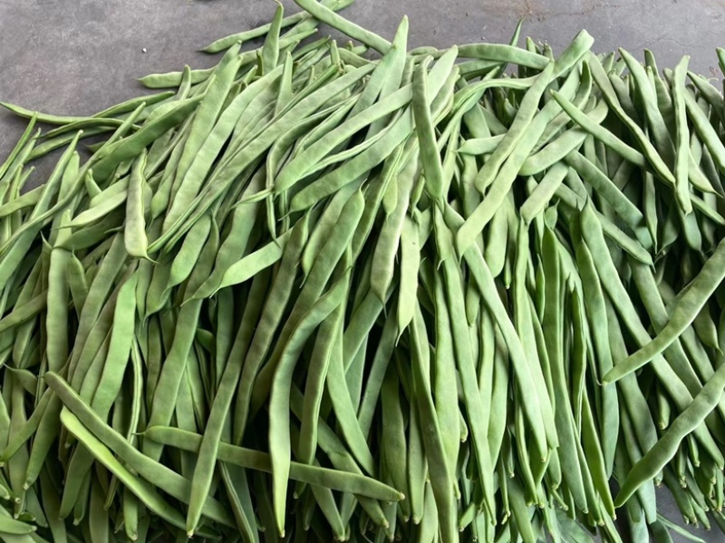 山西应县扁芸豆，扁豆角，扁玉龙，大量上市