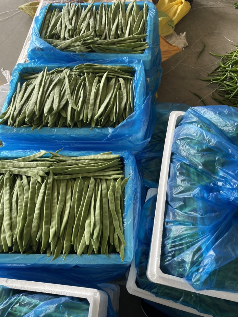 山西应县扁芸豆，扁豆角，扁玉龙，大量上市