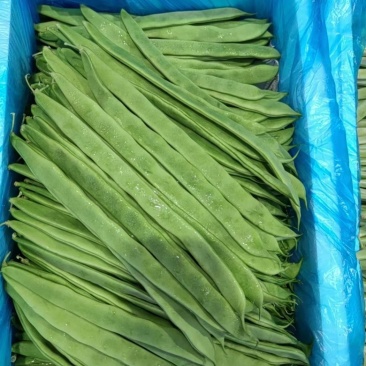山西应县扁芸豆，扁豆角，扁玉龙，大量上市