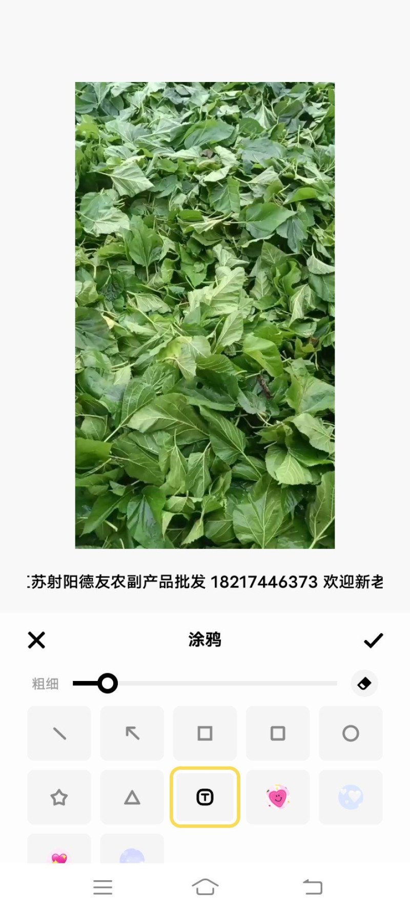 干桑叶