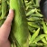 玉米，万糯系列，水果系列大量出货中