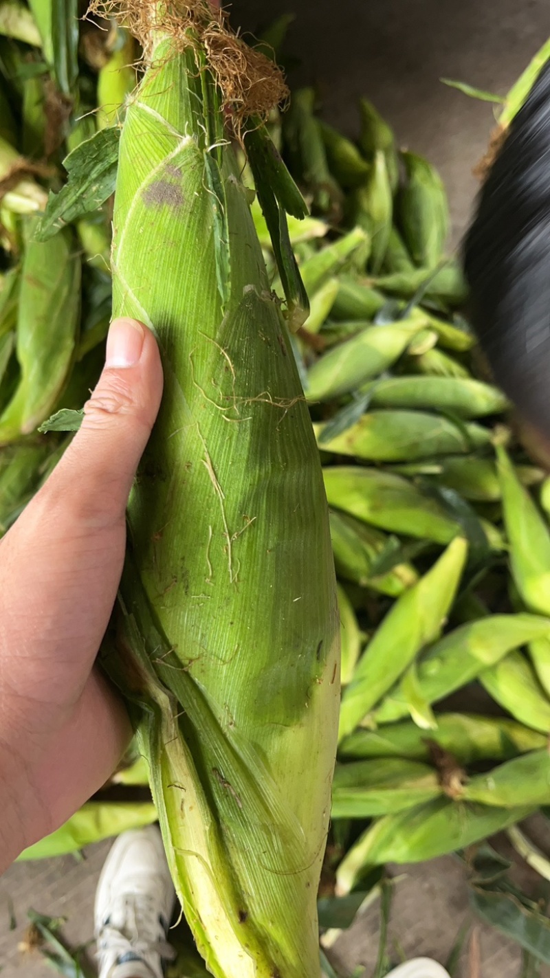 玉米，万糯系列，水果系列大量出货中