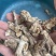 干双孢菇脚
