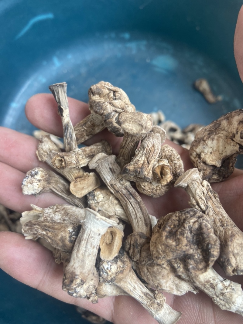 干双孢菇脚