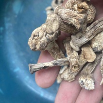 干双孢菇脚