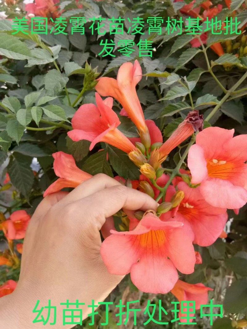 爬藤凌霄花四季花开庭院攀爬植物美国凌霄老桩花卉盆栽耐寒花