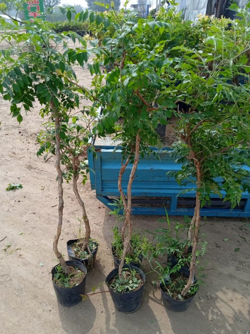 爬藤凌霄花四季花开庭院攀爬植物美国凌霄老桩花卉盆栽耐寒花