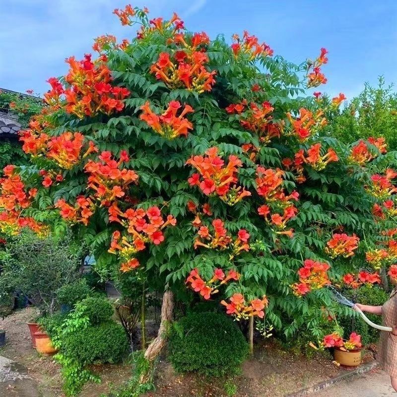 爬藤凌霄花四季花开庭院攀爬植物美国凌霄老桩花卉盆栽耐寒花